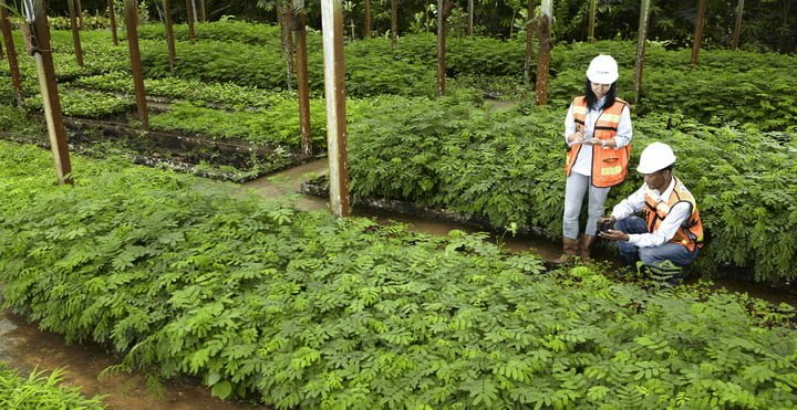 Nursery Facility in PT Indominco Mandiri one of ITM Subsidiaries