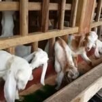 Dua Sektor Unggulan Desa Margahayu Kukar di Sektor Pertanian dan Peternakan