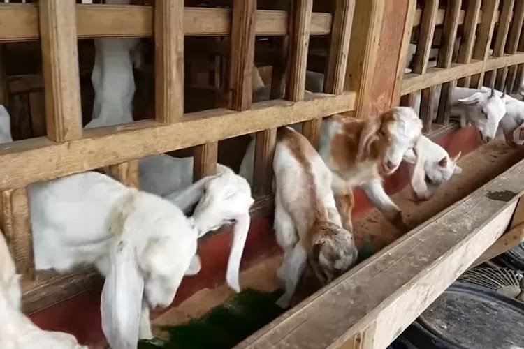 WhatsApp Image 2023 11 27 at 07.37.42 Dua Sektor Unggulan Desa Margahayu Kukar di Sektor Pertanian dan Peternakan PROKALTIM