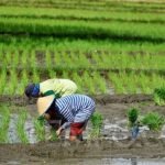 Petani Desa Margahayu Keluhkan Kesulitan Mendapatkan Pupuk dan Serangan Hama