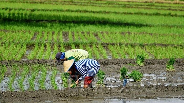 WhatsApp Image 2023 11 27 at 07.47.08 Petani Desa Margahayu Keluhkan Kesulitan Mendapatkan Pupuk dan Serangan Hama PROKALTIM