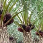 Masyarakat Margahayu Kembangkan Sektor Perkebunan Sawit