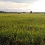 Pemkab Kukar dan UGM Kembangkan Pertanian Terintegrasi di Lima Desa di Tenggarong Seberang