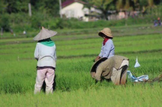 WhatsApp Image 2023 12 01 at 00.44.06 Pemuda Desa Loh Sumber Diminta Beralih ke Sektor Pertanian PROKALTIM