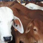 Ilustrasi hewan ternak sapi dan kambing. (Istimewa)