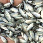 Desa Ponoragan Kukar Penghasil Bibit Ikan Mas dan Nila Terbesar di Kaltim