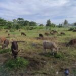 Penjual Hewan Kurban Mulai Bermunculan di Kota Balikpapan