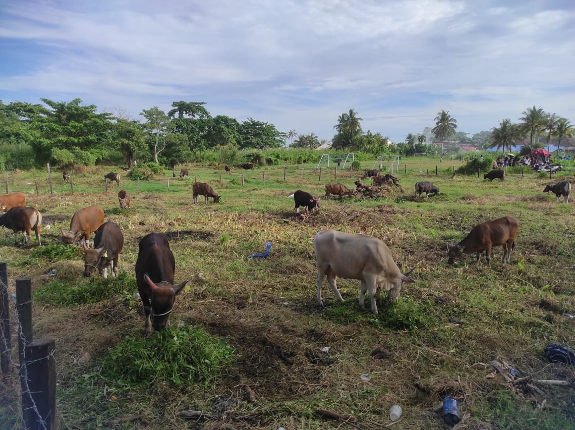 Penjual Hewan Kurban Mulai Bermunculan di Kota Balikpapan