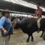 Harga Sapi Kurban Arman Dijual dari Rp 17 Jutaan, Juga Ada Jual Sapi Limosin