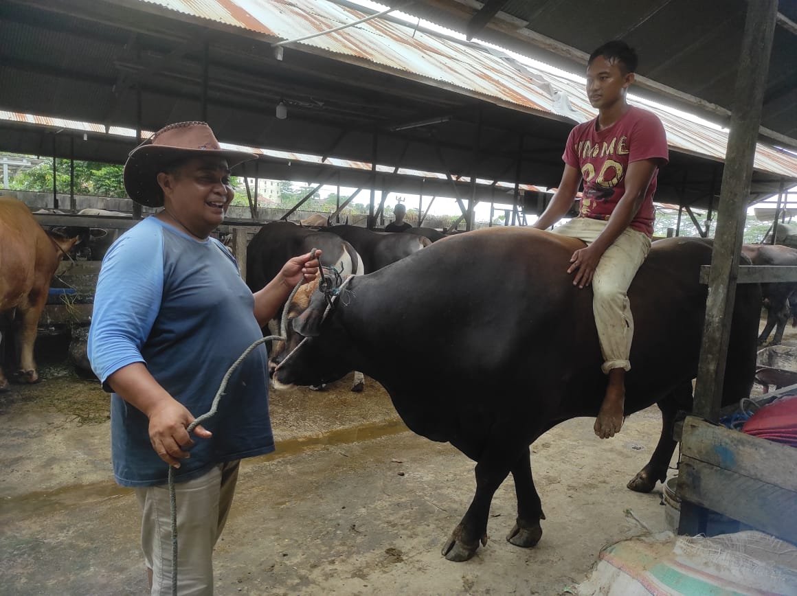Harga Sapi Kurban Arman Dijual dari Rp 17 Jutaan, Juga Ada Jual Sapi Limosin