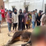Ketua LPM Kelurahan Manggar Baru Kurban 3 Ekor Sapi