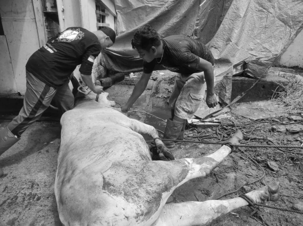 WhatsApp Image 2024 06 19 at 19.52.58 Tukang Jagal Ustad M Hilman Sehari Bisa Sembelih Puluhan Hewan Kurban Sapi dan Kambing PROKALTIM