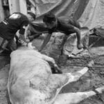 Tukang Jagal Ustad M Hilman Sehari Bisa Sembelih Puluhan Hewan Kurban Sapi dan Kambing