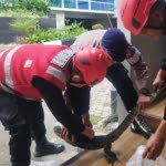 Quick Respons, Batalyon A Pelopor Brimob Kaltim Bantu Evakuasi Biawak Masuk Kantor BRI Balikpapan