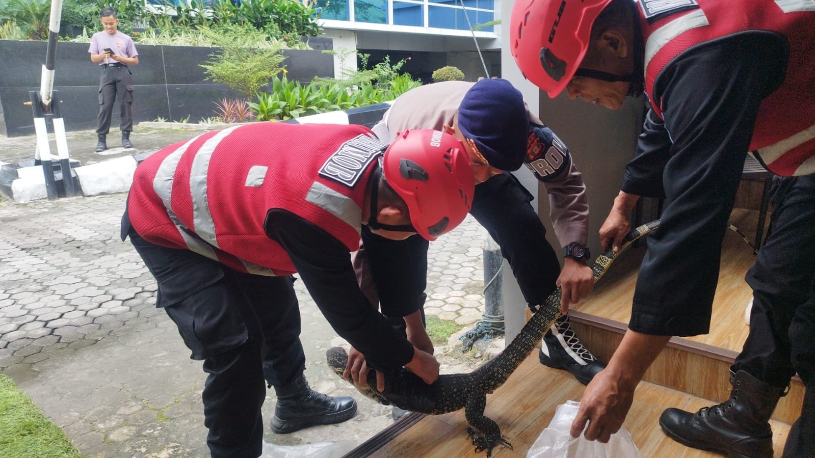 Quick Respons, Batalyon A Pelopor Brimob Kaltim Bantu Evakuasi Biawak Masuk Kantor BRI Balikpapan