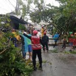 Respon Cepat, Batalyon A Brimob Kaltim Evakuasi Pohon Tumbang di Strat I Balikpapan