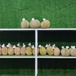 Ayo Merapat di Outlet Durian Viral dan Harga Terjangkau