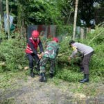 Brimob Batalyon A Evakuasi Pohon Tumbang, Akibat Angin Kencang di Jl. Beller Balikpapan
