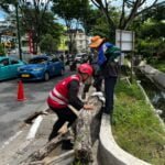Pohon Tumbang di Depan Lapas Balikpapan, Tim SAR Batalyon A Brimob Kaltim Sigap Evakuasi
