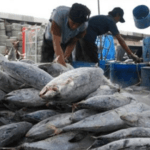 Upaya Pemkab PPU Tingkatkan Hasil Produksi Perikanan