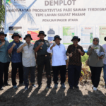 Upaya Tingkatkan Produktivitas Padi melalui PAT pada Lahan Sawah Sulfat Masam di PPU