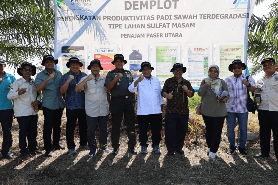 Upaya Tingkatkan Produktivitas Padi melalui PAT pada Lahan Sawah Sulfat Masam di PPU