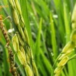 Ilustrasi. (Istimewa)