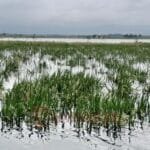 Kondisi lahan pertanian dilanda banjir (Ist)