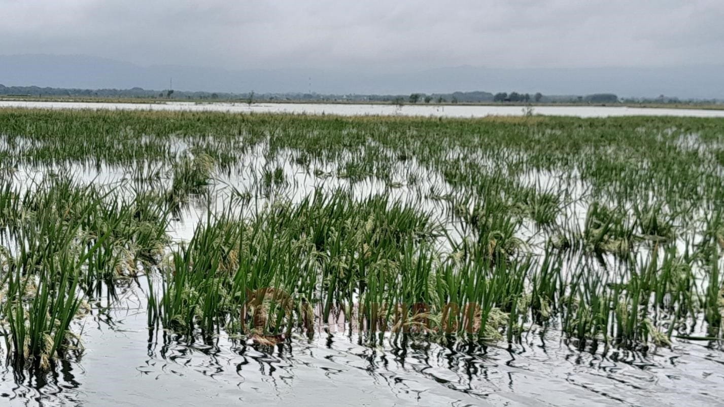 Kondisi lahan pertanian dilanda banjir (Ist)