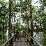 Ilustrasi Ekowisata Mangrove