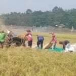 Ilustrasi produksi pertanian. (Ist)