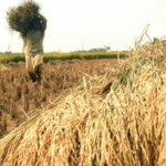 Ilustrasi pertanian. (Istimewa)