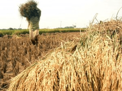 Ilustrasi pertanian. (Istimewa)