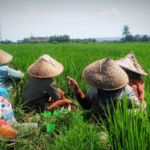 Ilustrasi pertanian. (Istimewa)