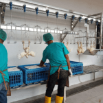 Ilustrasi RPU. (Istimewa)