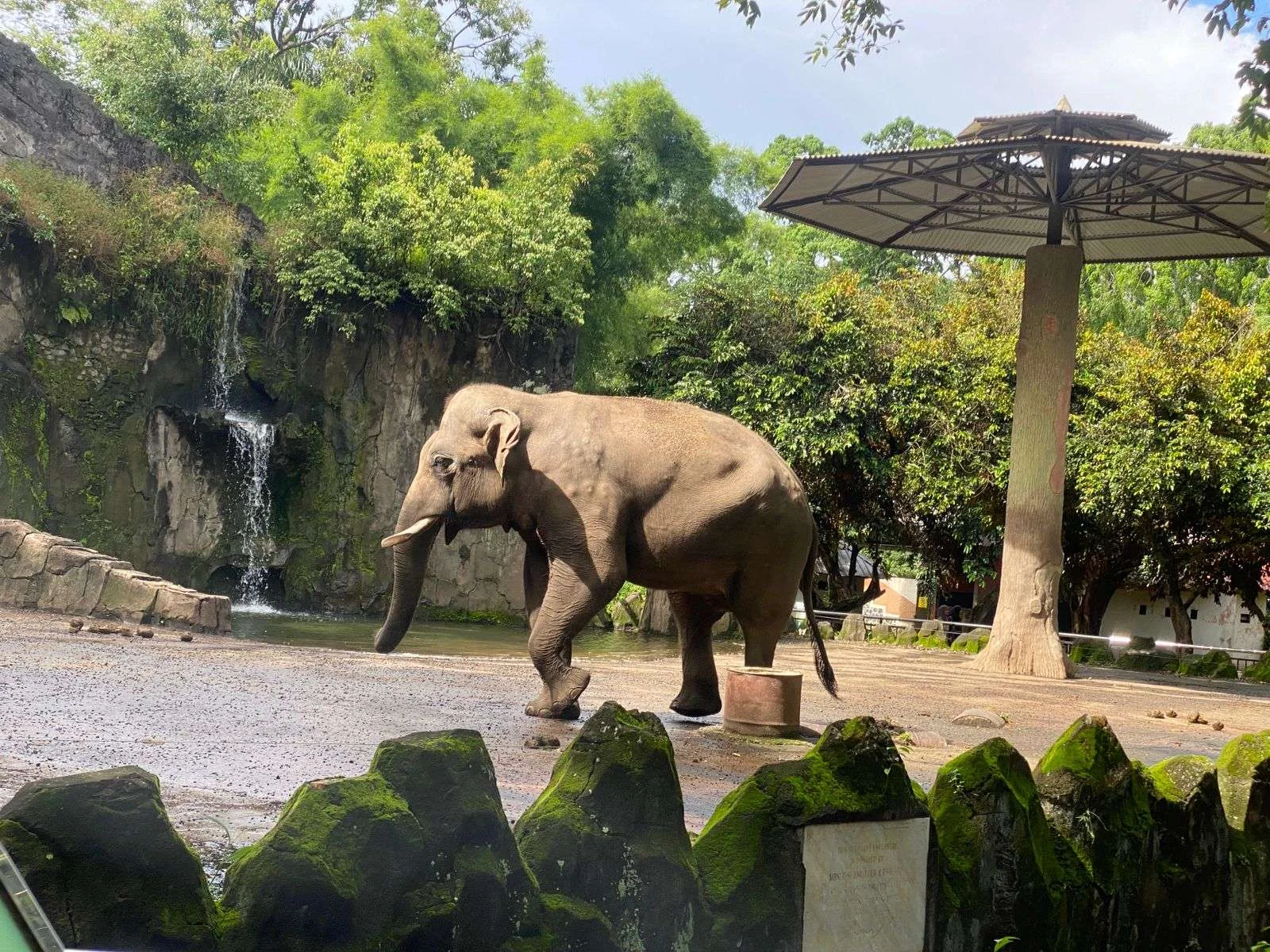 Gajah dan Jerapah, Satwa Favorit Pengunjung Kebun Binatang Ragunan