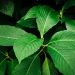 Pemerintah Perkuat Konservasi dan Tata Kelola Ekspor Kratom dan Satwa Dilindungi