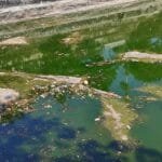 Waduk Telaga Sari Tercemar Sampah Plastik, DPRD Desak DLH Segera Bertindak