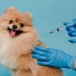 Jelang World Rabies Day 2025, Warga Balikpapan Makin Waspada, Ribuan Vaksin Gratis Disiapkan