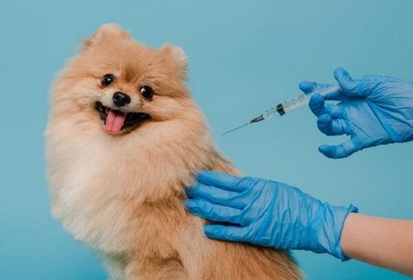 Jelang World Rabies Day 2025, Warga Balikpapan Makin&hellip;