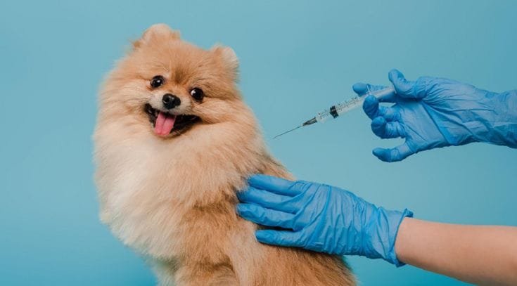 What is The Difference Between Core Vaccinations and Non Core Vaccinations for Dogs Jelang World Rabies Day 2025, Warga Balikpapan Makin Waspada, Ribuan Vaksin Gratis Disiapkan PROKALTIM