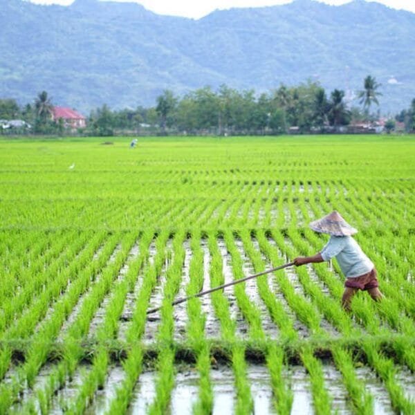 Alokasi Anggaran Cetak Sawah Capai Rp15,5 T, PKS:&hellip;