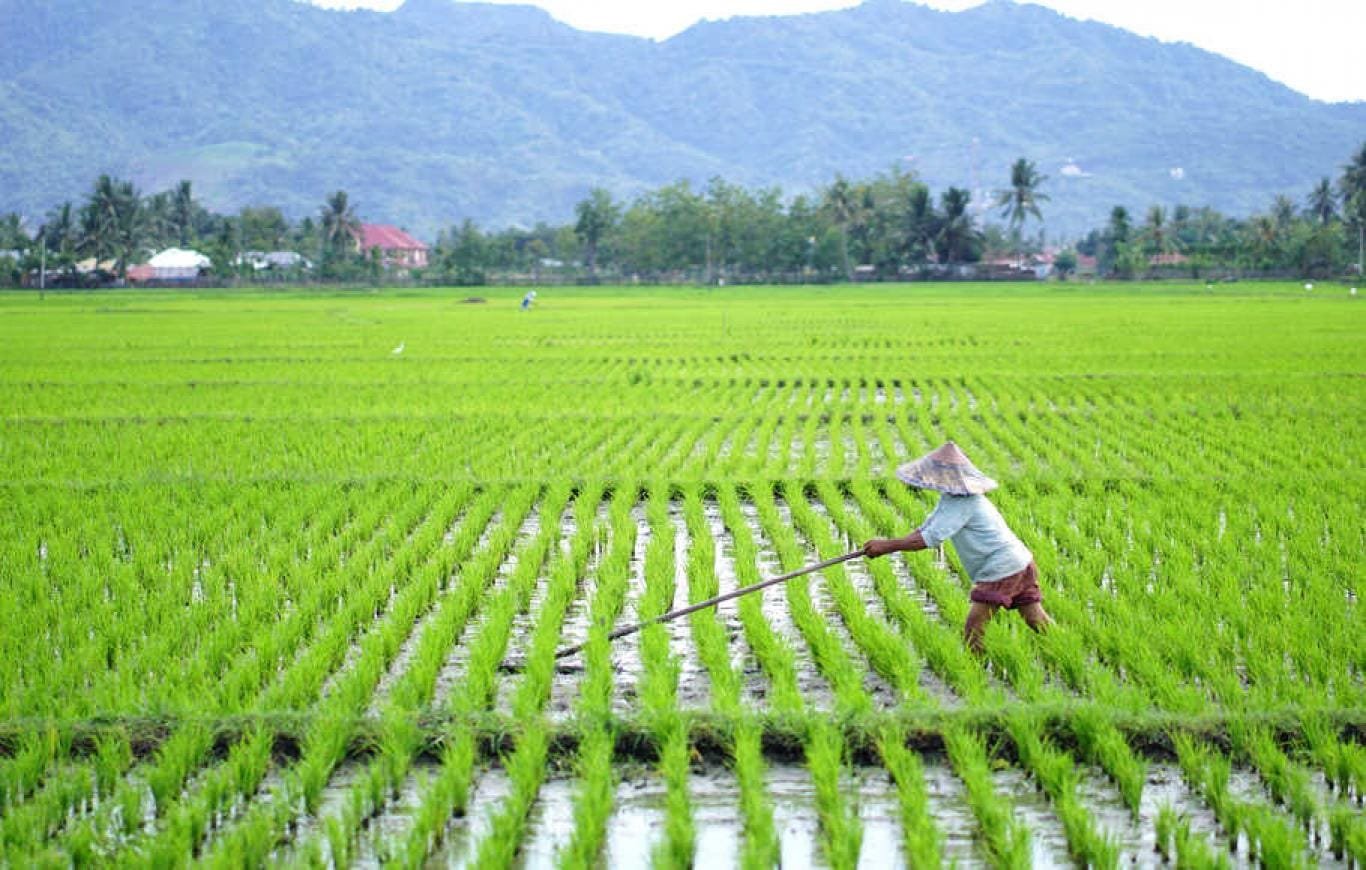 sedang 1643768209sawah Alokasi Anggaran Cetak Sawah Capai Rp15,5 T, PKS: Harus Berdampak pada Produksi Pangan Nasional PROKALTIM