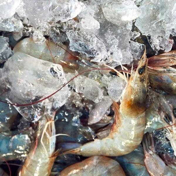 Udang Terkontaminasi Lolos Badan Karantina, DPR: Reputasi RI&hellip;