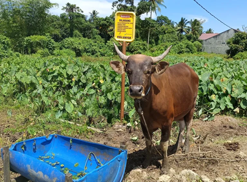 Pantau Kesehatan Hewan Kurban, Distan Datangi Puluhan Lokasi Pedagang