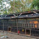 Pemkab PPU Larang Kandang Ayam Dibangun Dekat Permukiman