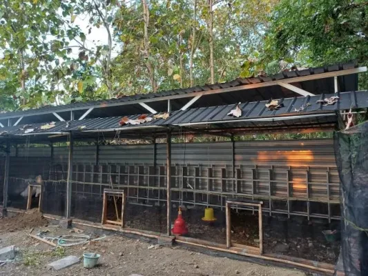 Pemkab PPU Larang Kandang Ayam Dibangun Dekat Permukiman