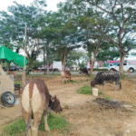 Stok Hewan Kurban di PPU Aman