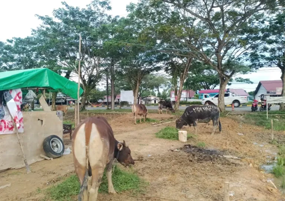 Stok Hewan Kurban di PPU Aman