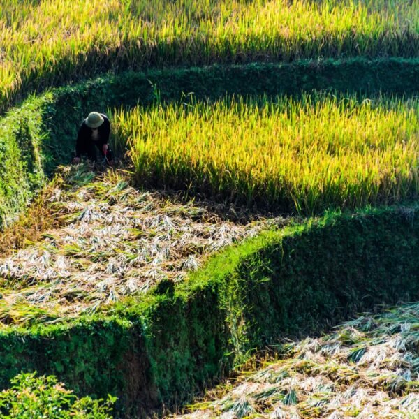 Alih Fungsi Sawah Marak, DPR Tawarkan Solusi Swasembada